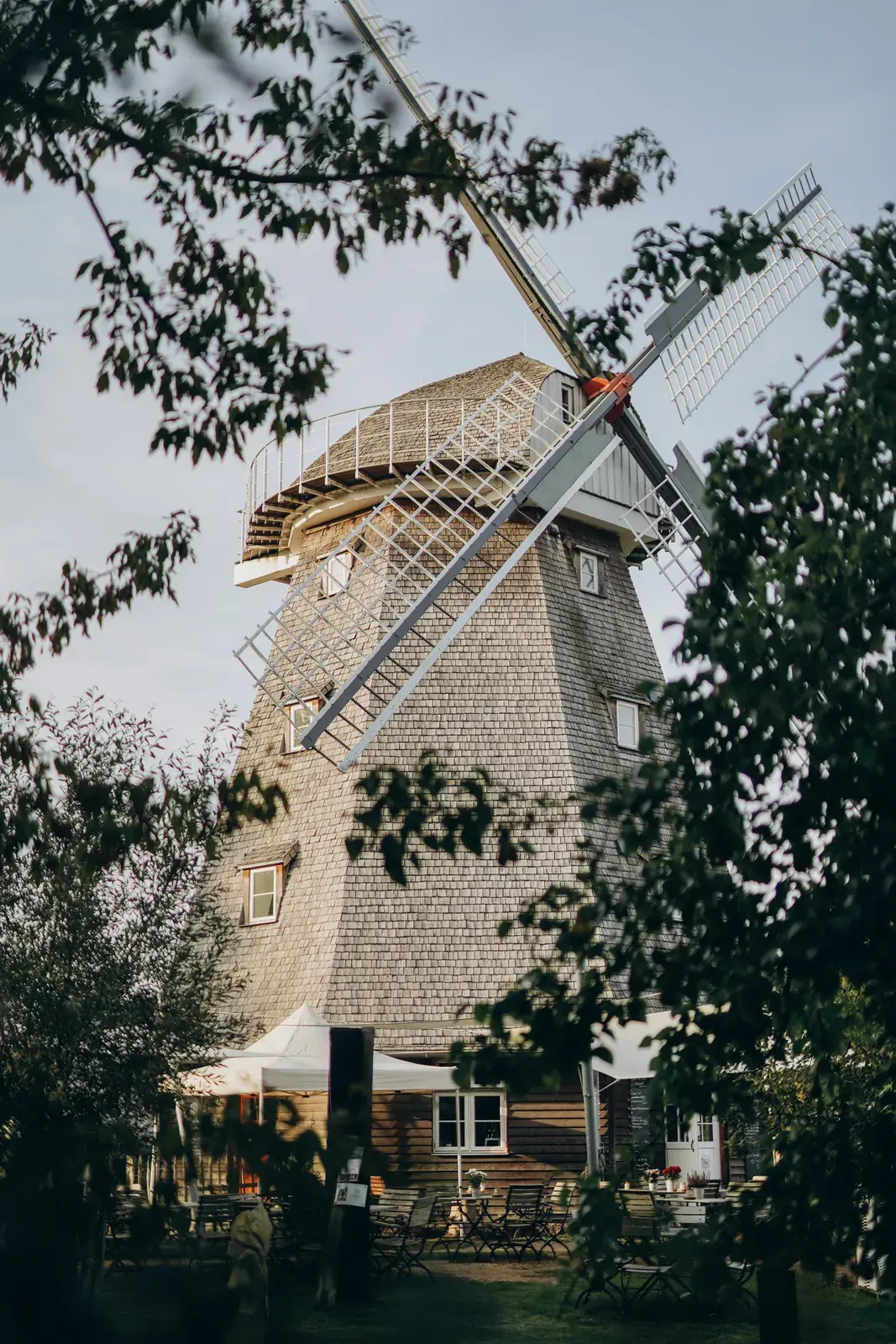 Die Mühle Ahrenshoop im Abendlicht, umrahmt von grünen Zweigen