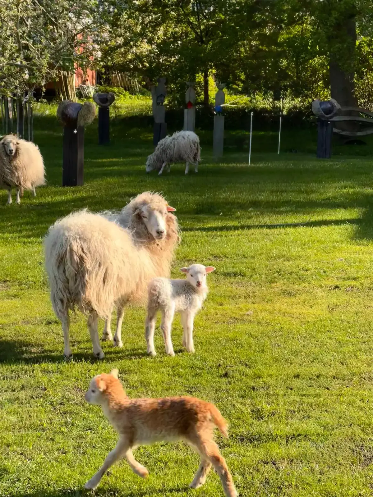 Schafe mit Lämmern auf der Wiese an der Mühle im Abendlicht