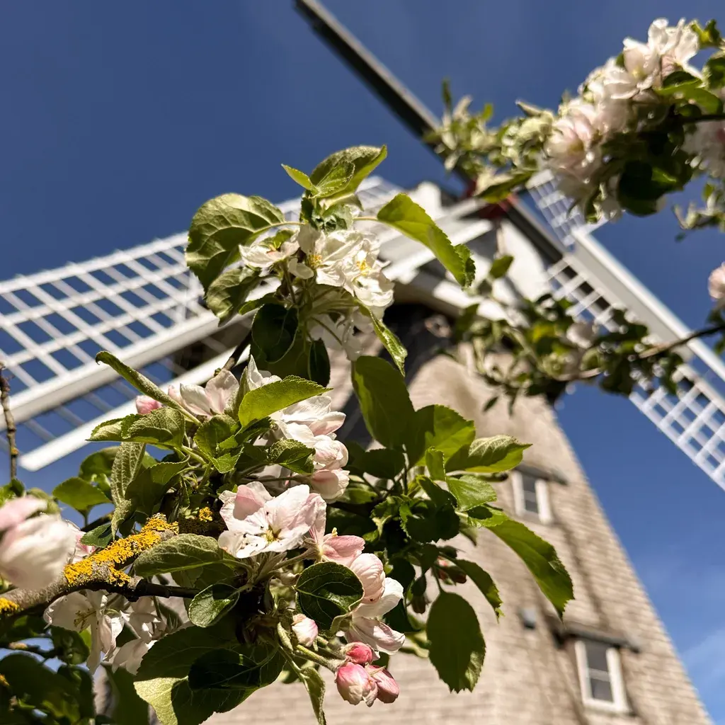 Die Mühle Ahrenshoop im Frühling